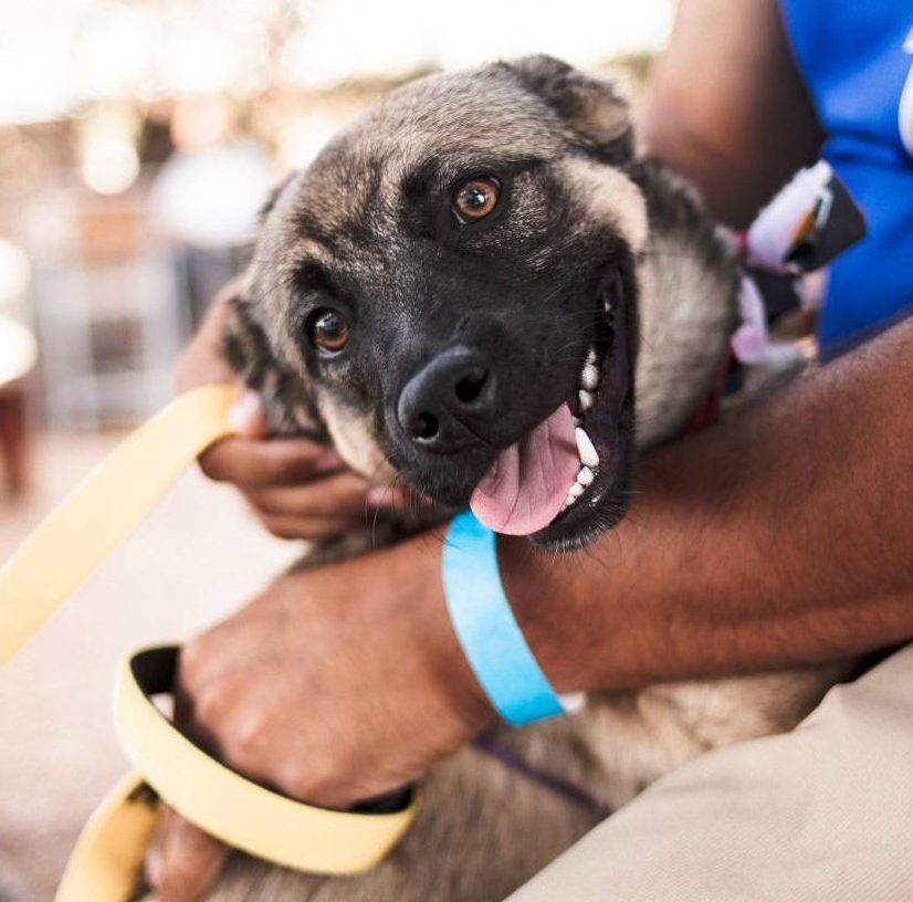 foster Dallas e1780183916260