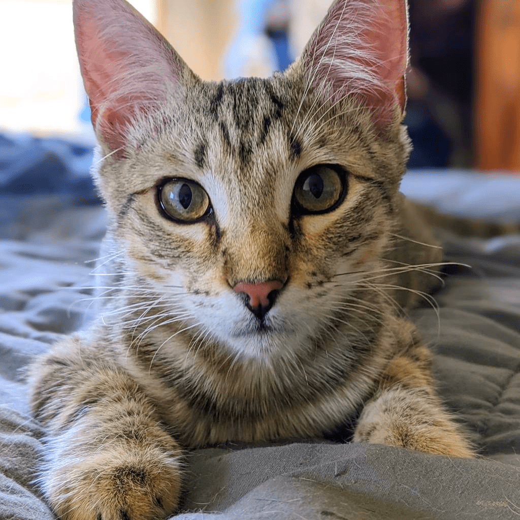 Dark 'n' Stormy | Dallas Pets Alive!