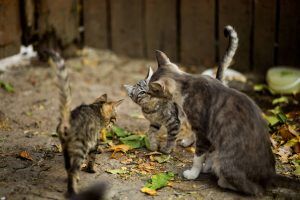 trap-neuter-release