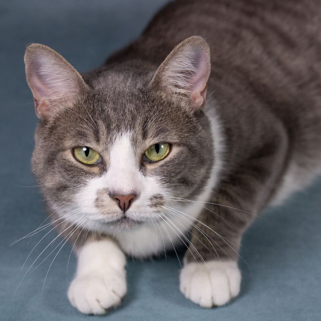 Cat Behavior Workshop