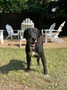 Bert AKA Maverick playing outside
