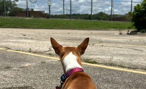 Spike at the BARK Dorm